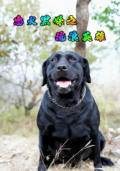 忠犬黑妹之流浪英雄