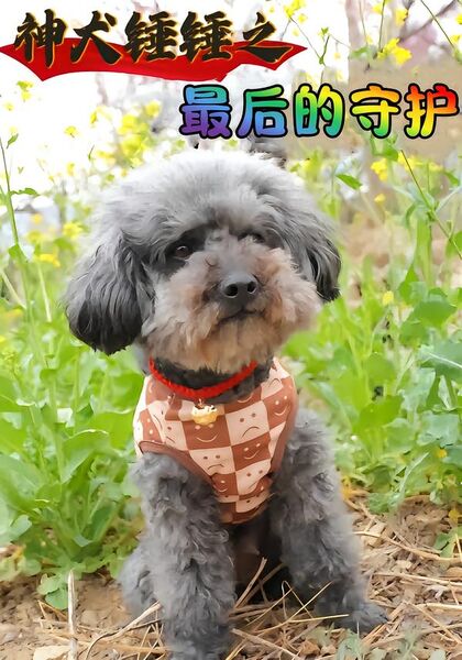 神犬锤锤之最后的守护