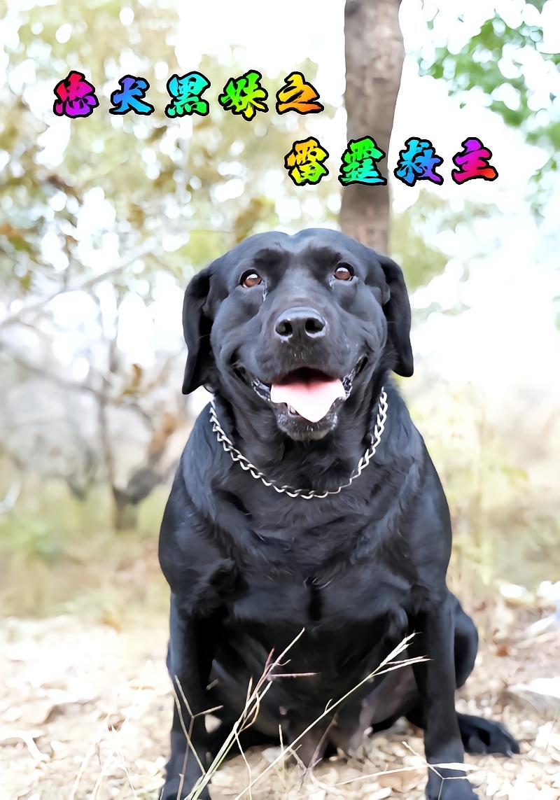 忠犬黑妹之雷霆救主