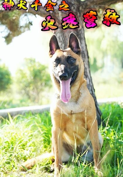 神犬千金之火速营救