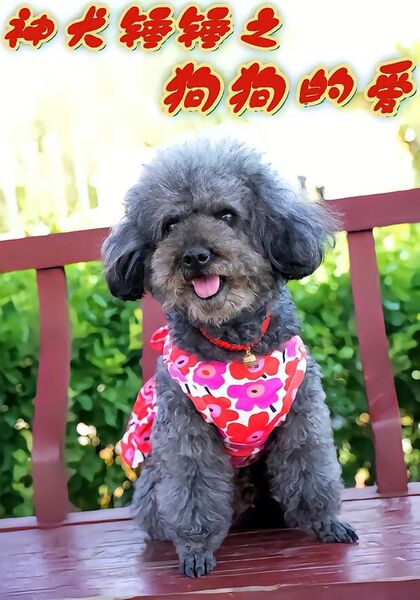 神犬锤锤之狗狗的爱