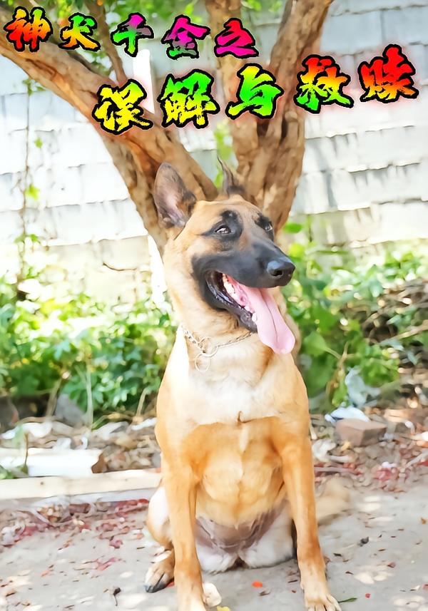 神犬千金之误解与救赎