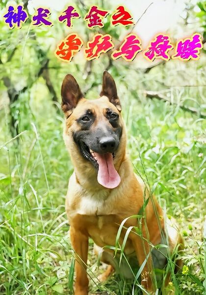 神犬千金之守护与救赎