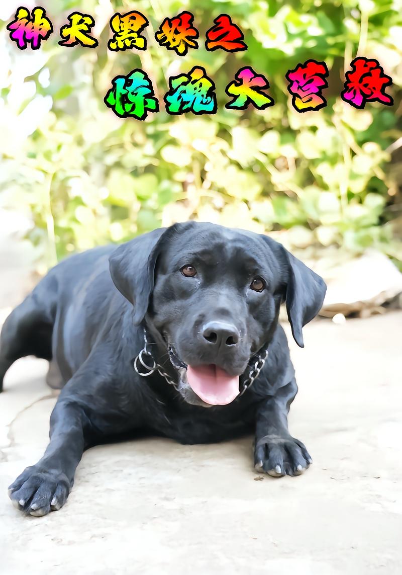 神犬黑妹之惊魂大营救