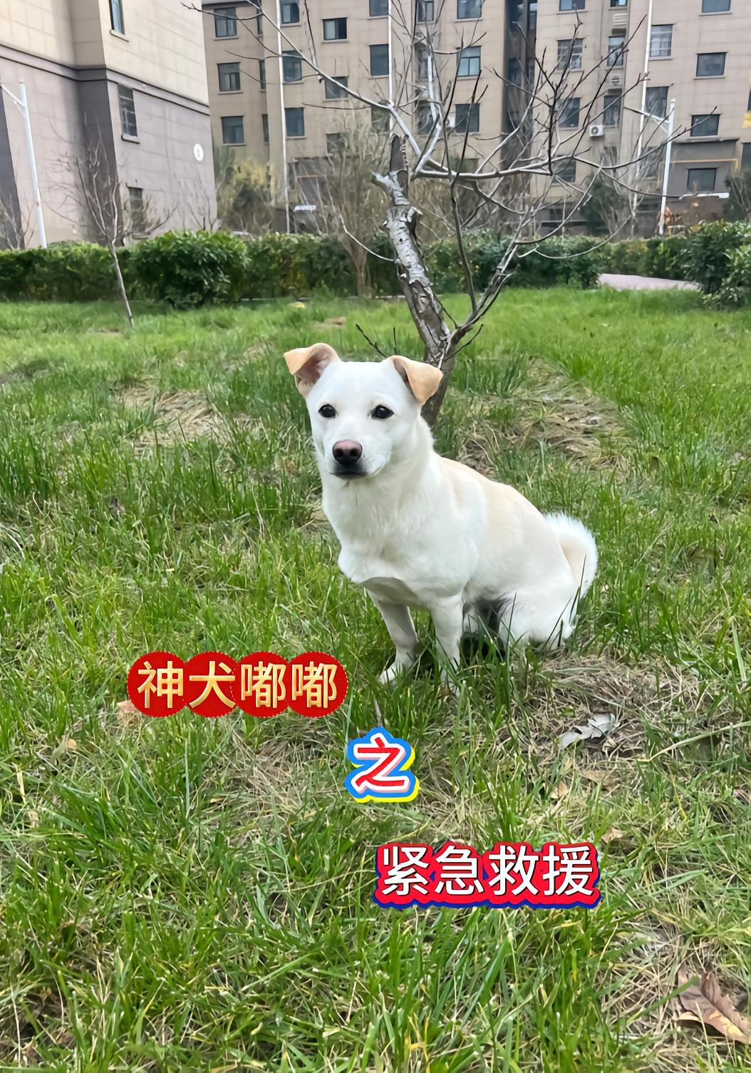 神犬嘟嘟之紧急救援