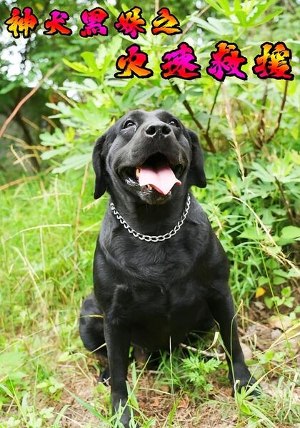 神犬黑妹之火速救援