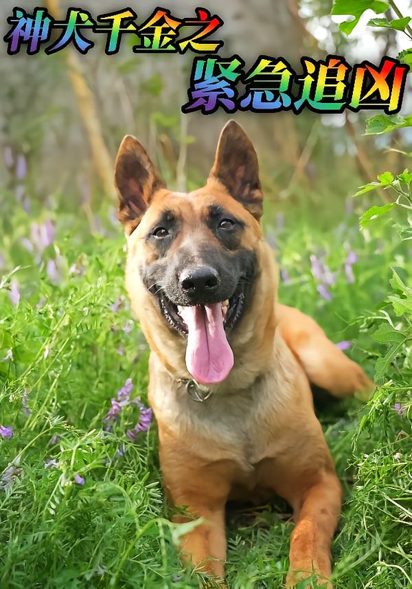 神犬千金之紧急追凶