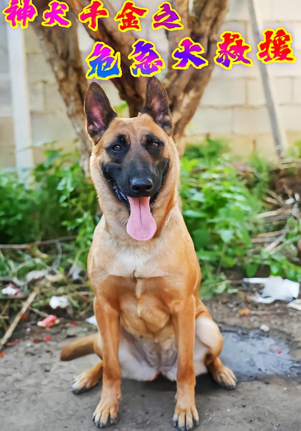 神犬千金之危急大救援