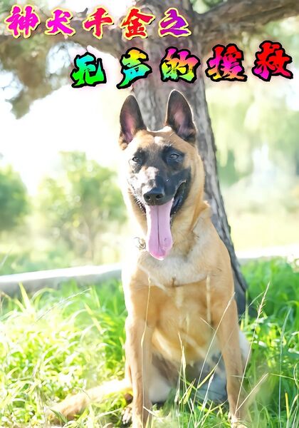 神犬千金之无声的援救