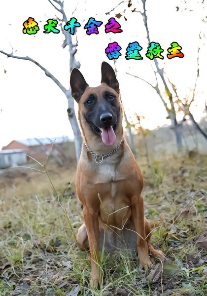 忠犬千金之雷霆救主