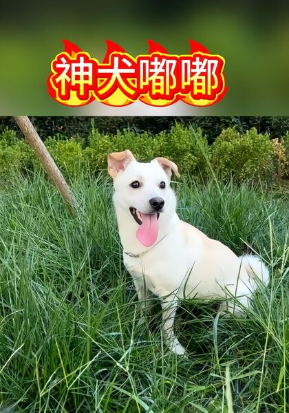 神犬嘟嘟