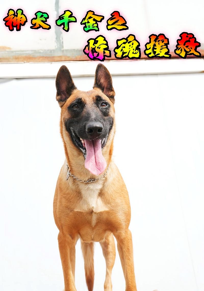 神犬千金之惊魂援救