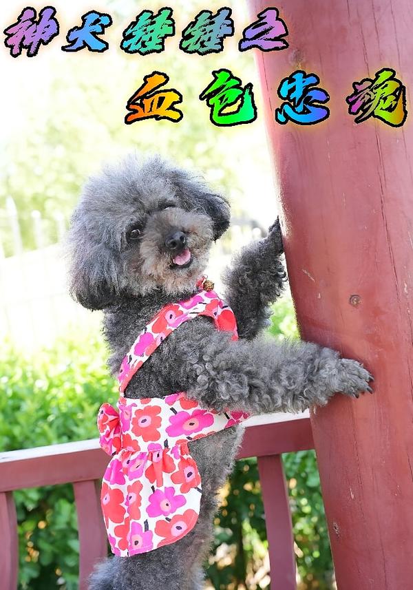 神犬锤锤之血色忠魂