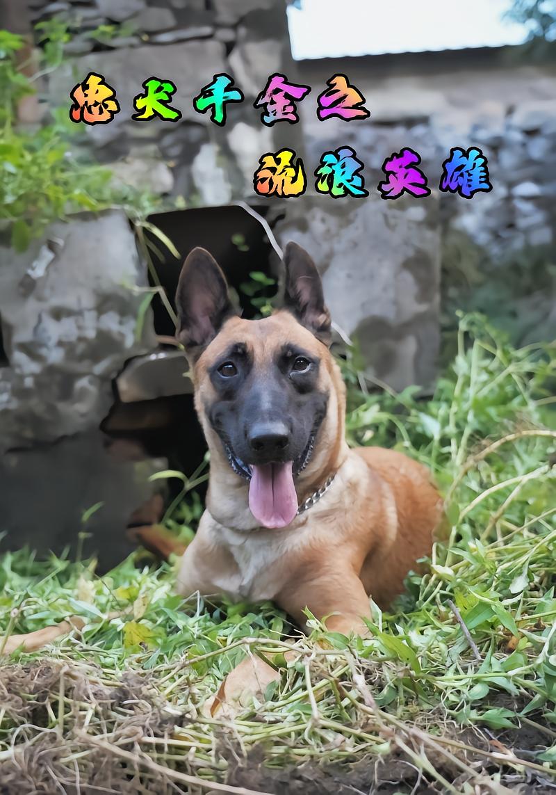 忠犬千金之流浪英雄