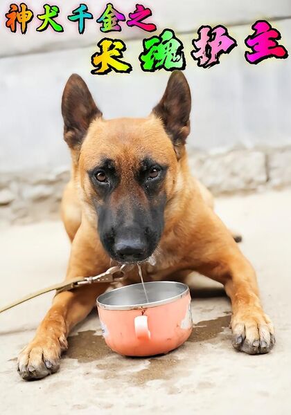 神犬千金之犬魂护主