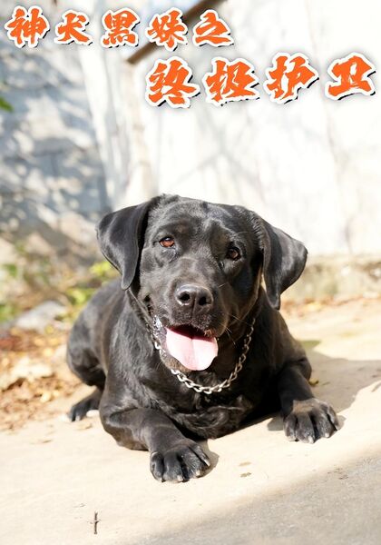 神犬黑妹之终极护卫