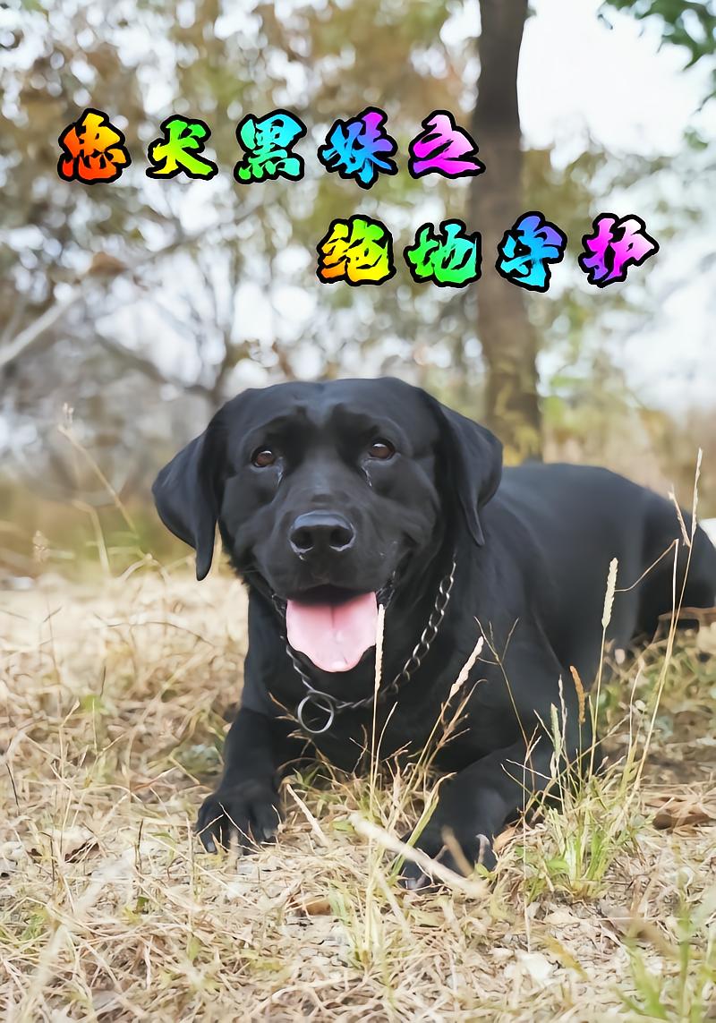 忠犬黑妹之绝地守护