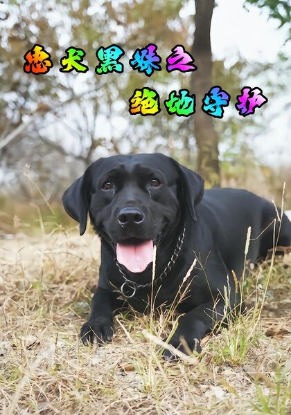 忠犬黑妹之绝地守护