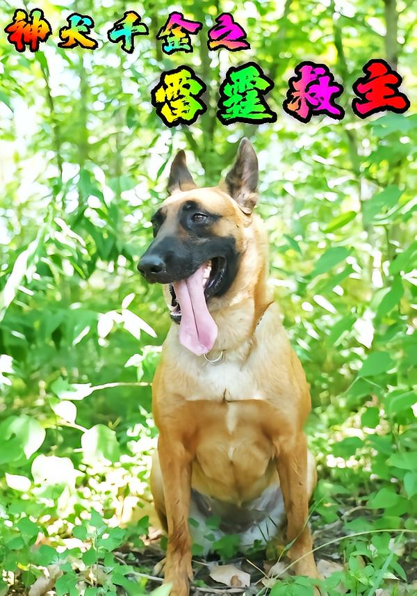 神犬千金之雷霆救主