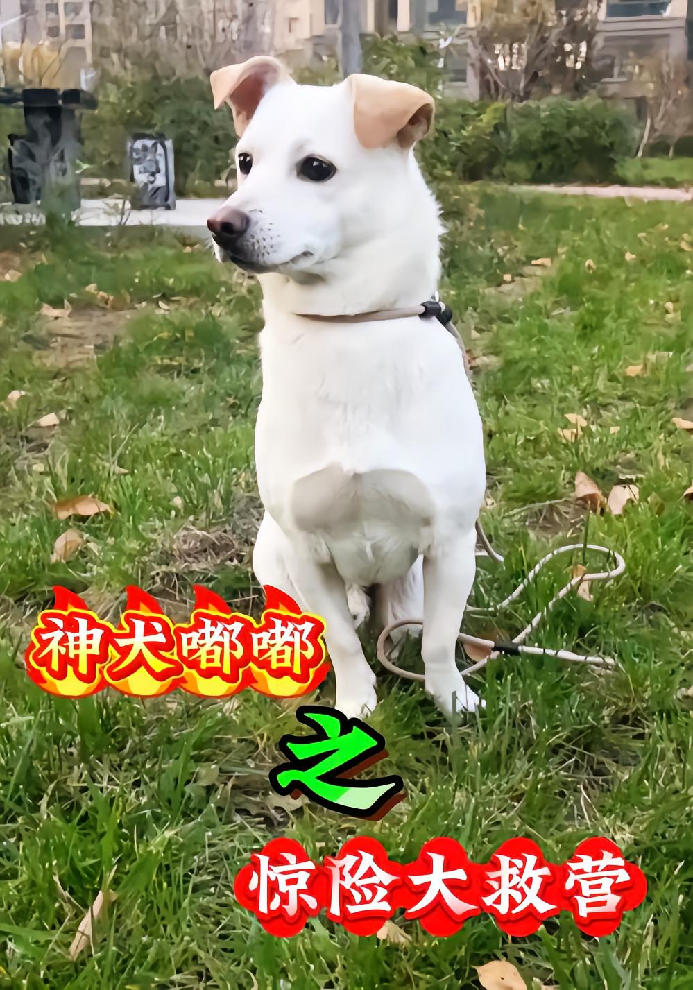 神犬嘟嘟之惊险大救营