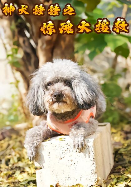 神犬锤锤之惊魂大援救