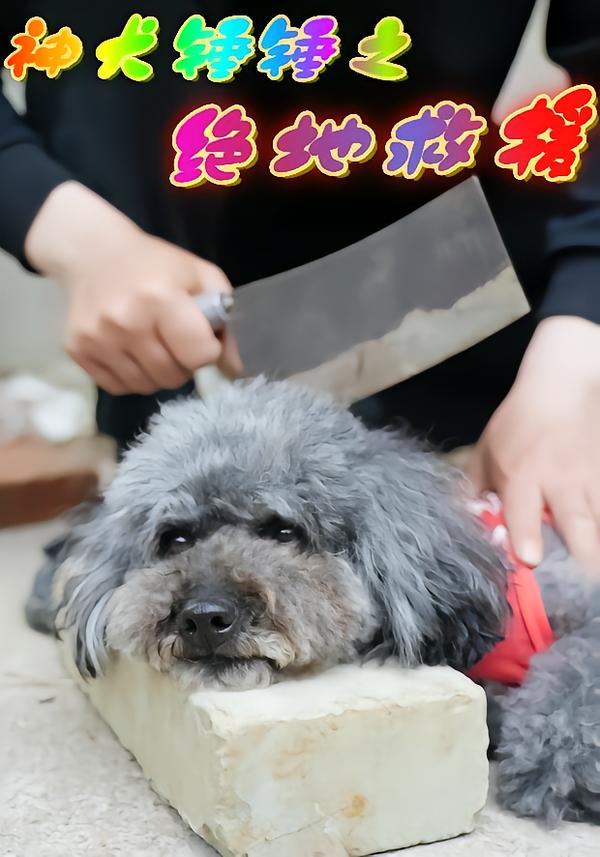 神犬锤锤之绝地救援