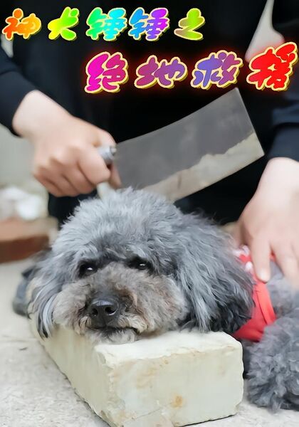 神犬锤锤之绝地救援