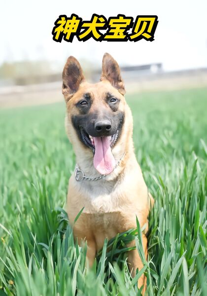 神犬宝贝