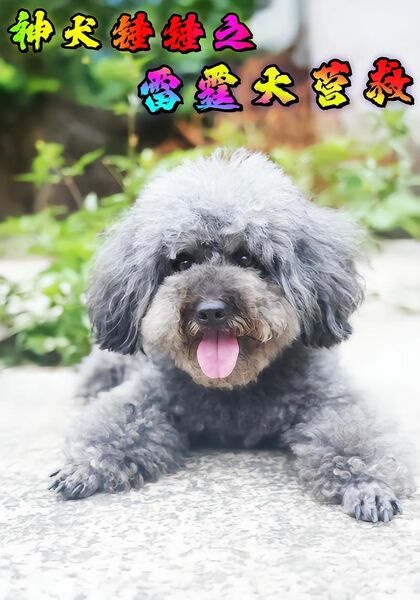 神犬锤锤之雷霆大营救