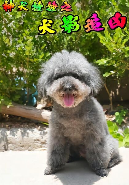 神犬锤锤之犬影追凶