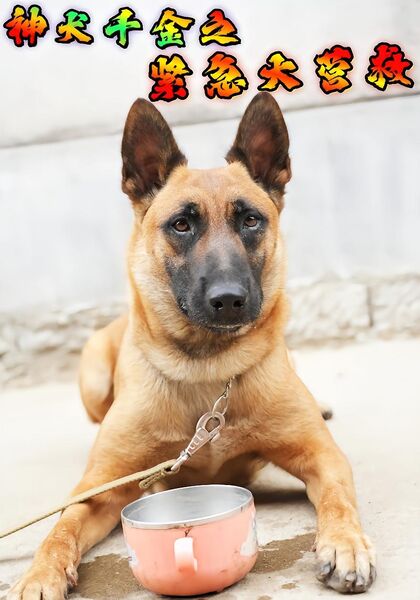 神犬千金之紧急大营救