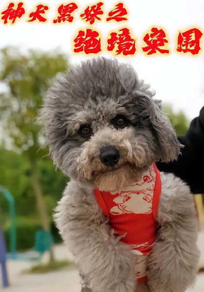 神犬黑妹之绝境突围