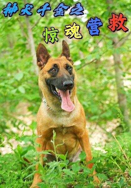 神犬千金之惊魂营救