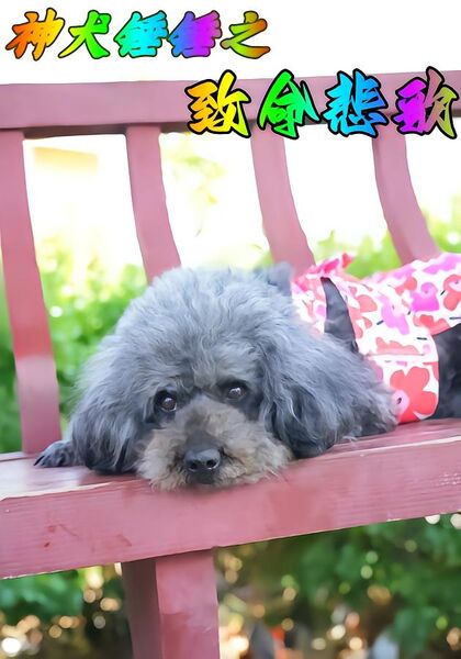 神犬锤锤之致命悲歌