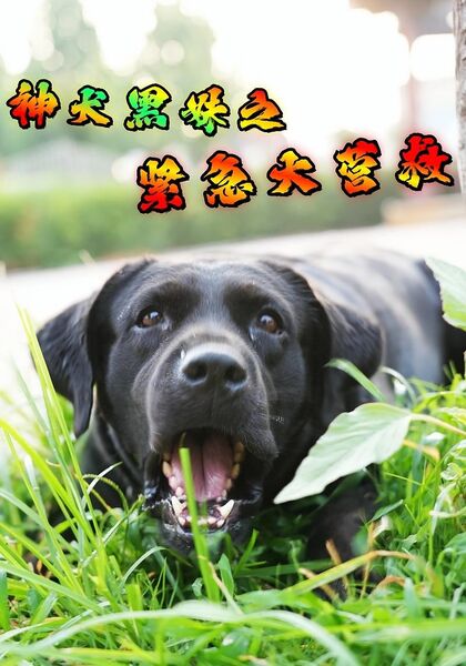 神犬黑妹之紧急大营救