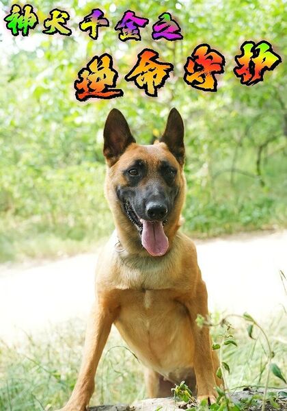 神犬千金之逆命守护