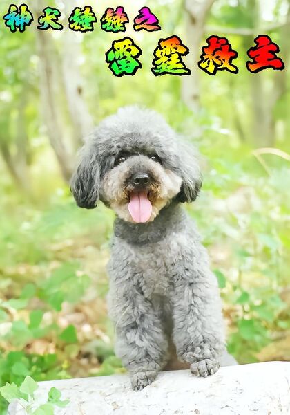 神犬锤锤之雷霆救主