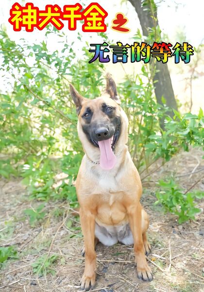 神犬千金之无言的等待