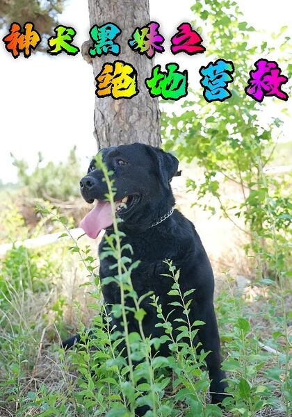 神犬黑妹之绝地营救