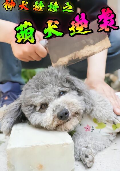 神犬锤锤之萌犬逆袭