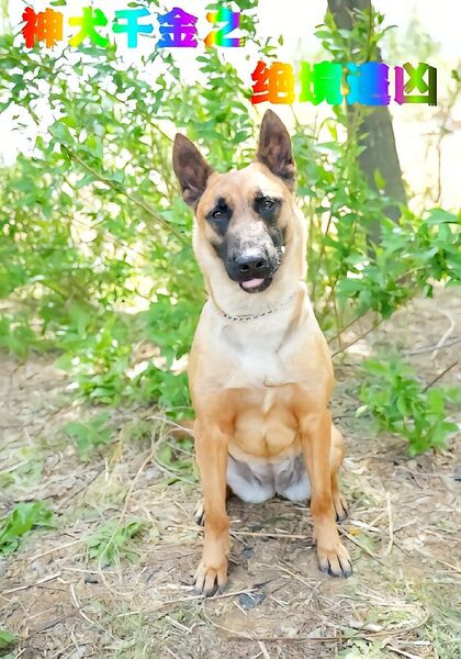 神犬千金之绝境追凶