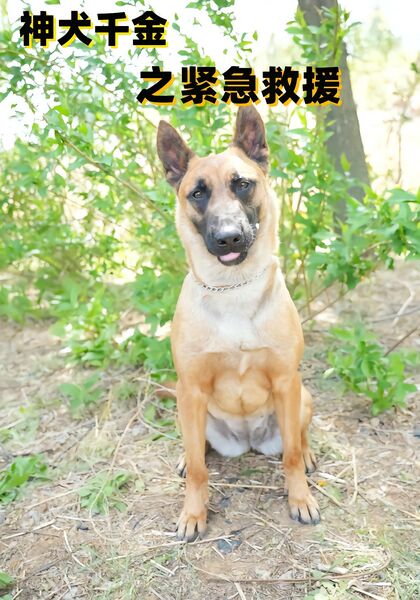 神犬千金之紧急援救