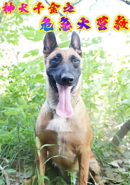 神犬千金之危急大营救