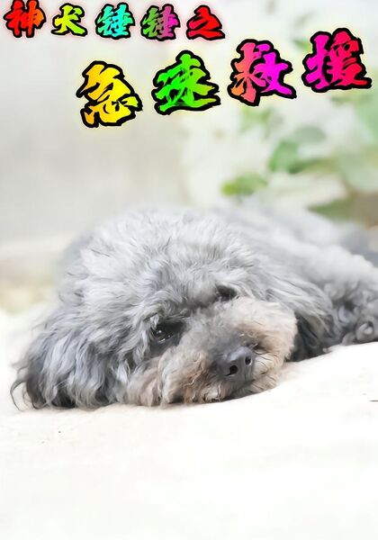 神犬锤锤之急速救援