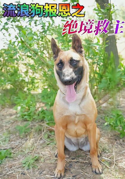 流浪狗报恩之绝境救主