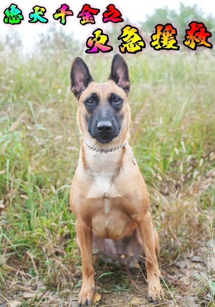 忠犬千金之火急援救