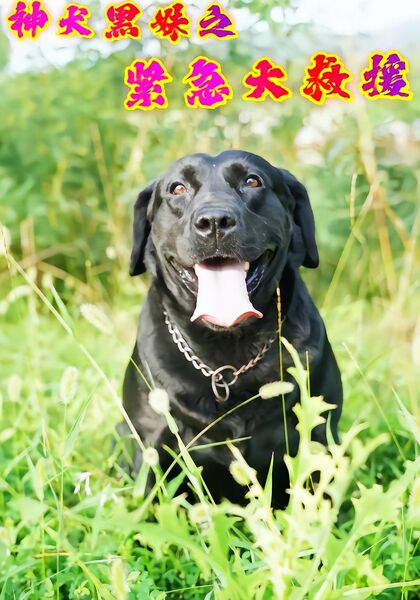 神犬黑妹之紧急大救援