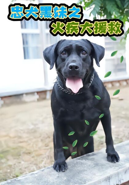 忠犬黑妹之火疾大援救