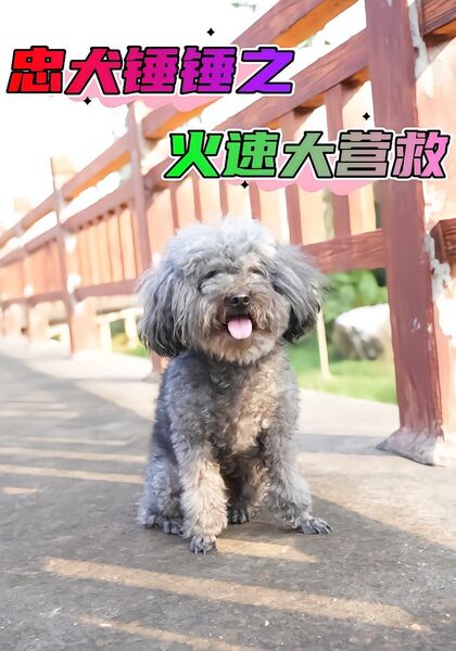 忠犬锤锤之火速大营救