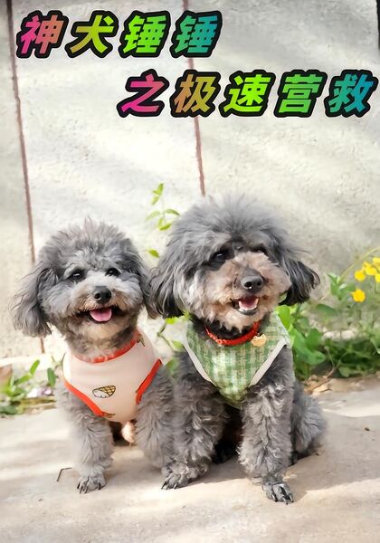 神犬锤锤之极速营救